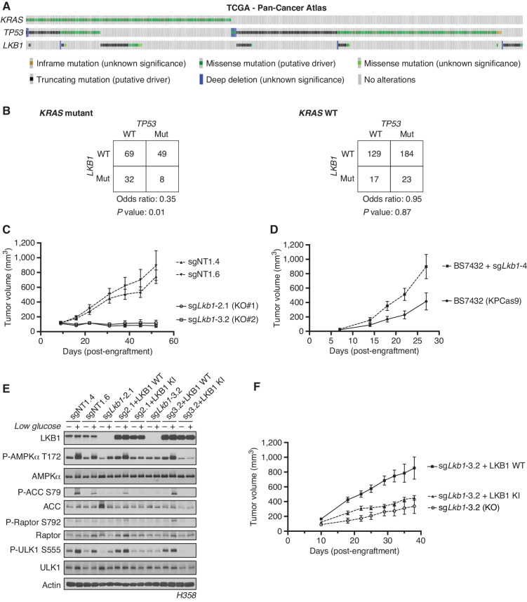 Figure 1. Co-occurrence of KRAS, TP53, and LKB1 mutations differentially affects the growth of human and mouse LUADs. A, The Cancer Genome Atlas PanCancer Atlas oncoprint of co-occurrence of KRAS, TP53, and LKB1 in human LUAD patients. B, Fisher exact test of the statistical likelihood of co-occurrence of LKB1 and TP53 mutations in a KRAS-mutant or WT background, respectively. C, Graph of mean (± SEM) tumor volumes of subcutaneous flank injections of H358 (KRAS;TP53) isogenic clones expressing Cas9 and a nontargeting (sgNT1.4 and sgNT1.6) or LKB1-specific (sgLKB1-2.1 and sgLKB13.2) guide RNA. 1 × 106 cells implanted in the right hind flank (n = 10 per cohort). D, Mean (± SEM) volumes of isogenic KPCas9 LUAD allograft tumors expressing a nontargeting (BS7432) or Lkb1-specific (sgLkb1-4) guide RNA. 0.25 × 106 cells implanted in left and right flank of C57Bl/6J mice (n = 10 per cohort). E, Western blot analysis of H358 (KRAS;TP53) isogenic clones (KP: sgNT1.4 and sgNT1.6; KPL: sgLKB1-2.1 and sgLKB1-3.2) and KPL lines with additional transgenic expression of guide RNA-resistant LKB1 WT; sgLKB1-2.1 + LKB1 WT and sgLKB1-3.2 + LKB1 WT) or LKB1 kinase–inactive (KI); sgLKB1-2.1 + LKB1 KI and sgLKB1-3.2 LKB1 KI) and treated with 11.1 mmol/L or 0.5 mmol/L glucose for 6 hours as indicated. Restoration of AMPK signaling in LKB1 WT lines in response to 0.5 mmol/L glucose validated by blotting for P-AMPK Thr172 and downstream substrates (P-ACC S79, P-ULK1 S555, and P-Raptor S792). Similar results were observed in three independent experiments and in an additional KRAS;TP53 cell line, H2009 (Supplementary Fig. S1E). F, Graph of mean (± SEM) tumor volumes of subcutaneous flank injections of H358 (KRAS;TP53) isogenic clones with transgenic expression of an empty vector (KO) or guide RNA-resistant LKB1 wild-type (LKB1 WT) or LKB1 kinase–inactive (LKB1 KI). 1 × 106 cells implanted in the right hind flank (n = 10 per cohort).