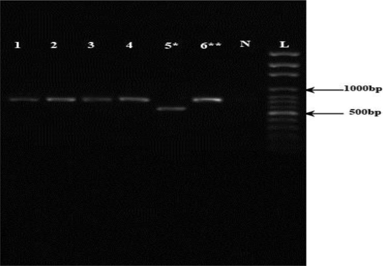 Fig. 3: