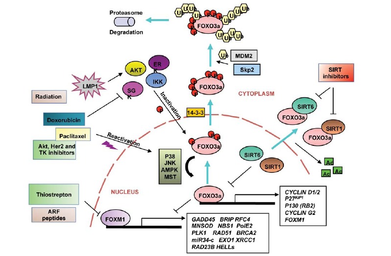 Fig. (4)