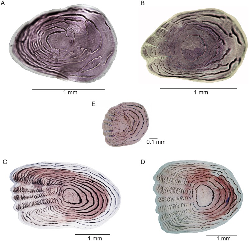 Fig 16