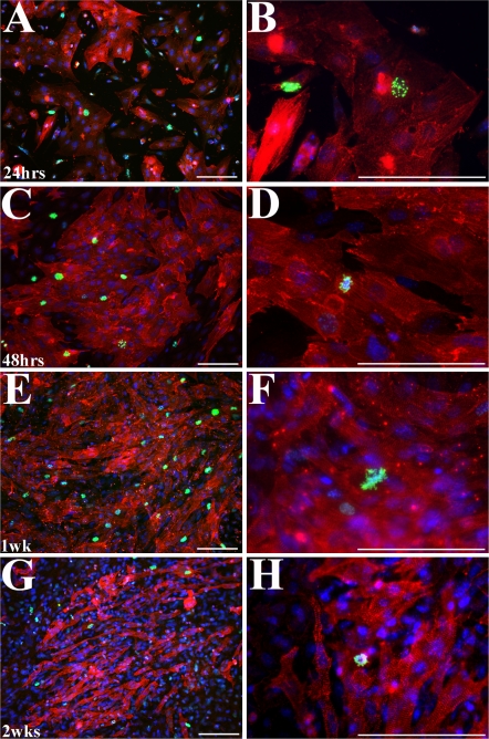 Fig. 4