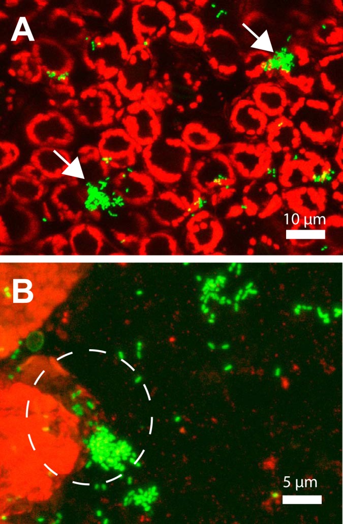 FIG 2