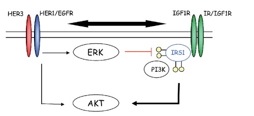 Figure 11.