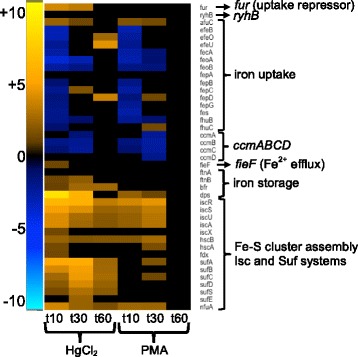 Fig. 10