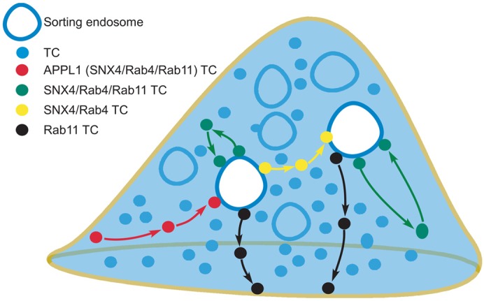 Fig. 8.