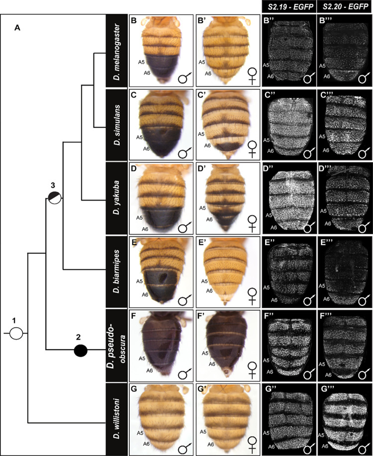 Fig 8