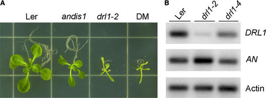 Figure 5.