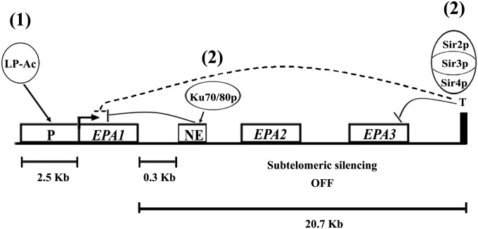 Figure 6 