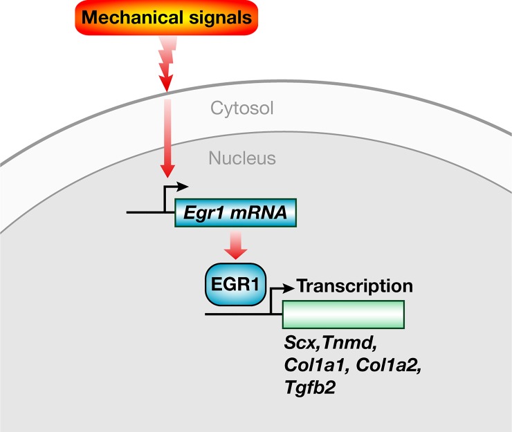 Fig 5