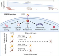 graphic file with name GLIA-68-1410-g006.jpg