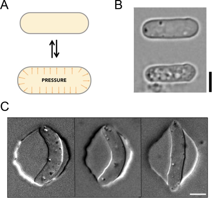 FIGURE 3: