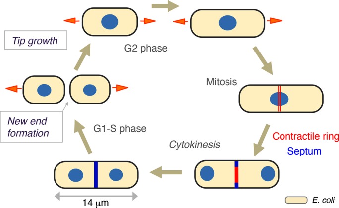 FIGURE 2: