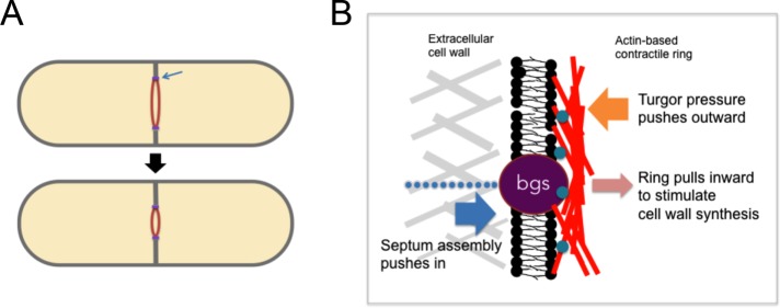 FIGURE 4: