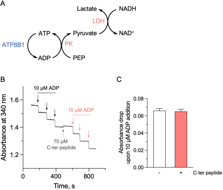 Figure 5—figure supplement 1.