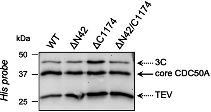 Figure 4—figure supplement 2.