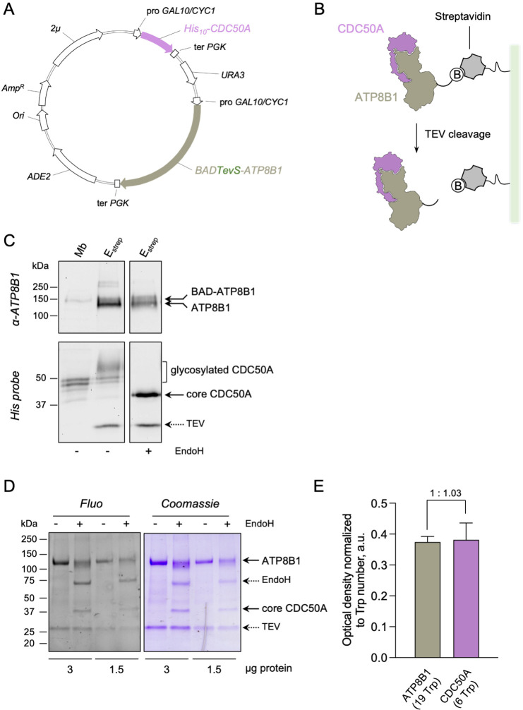 Figure 1—figure supplement 1.