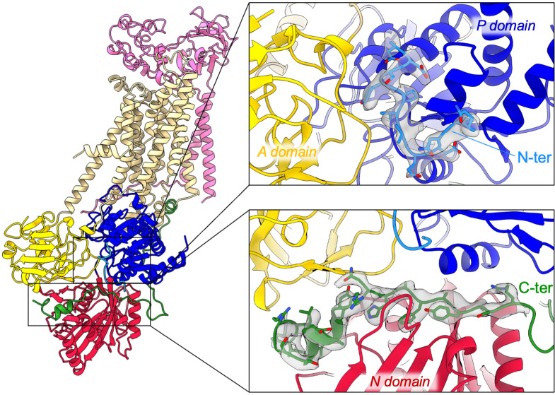 Figure 3—figure supplement 1.