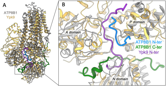 Figure 7—figure supplement 1.