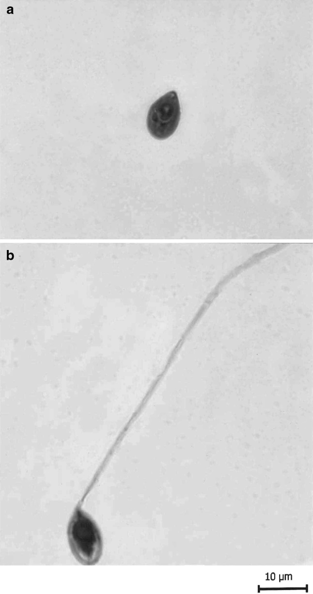 Fig. 8