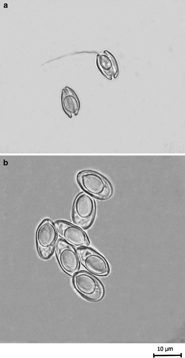 Fig. 3