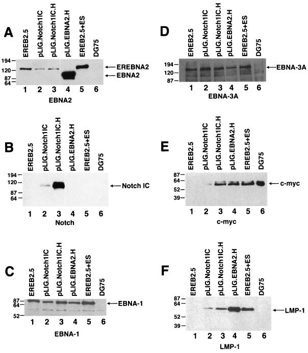 FIG. 8