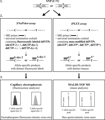 Fig. 1.