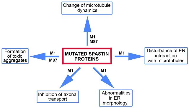 graphic file with name awv178fig1g.jpg