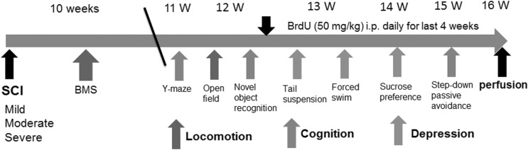 FIG. 1.