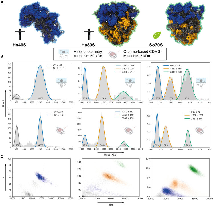 Figure 2