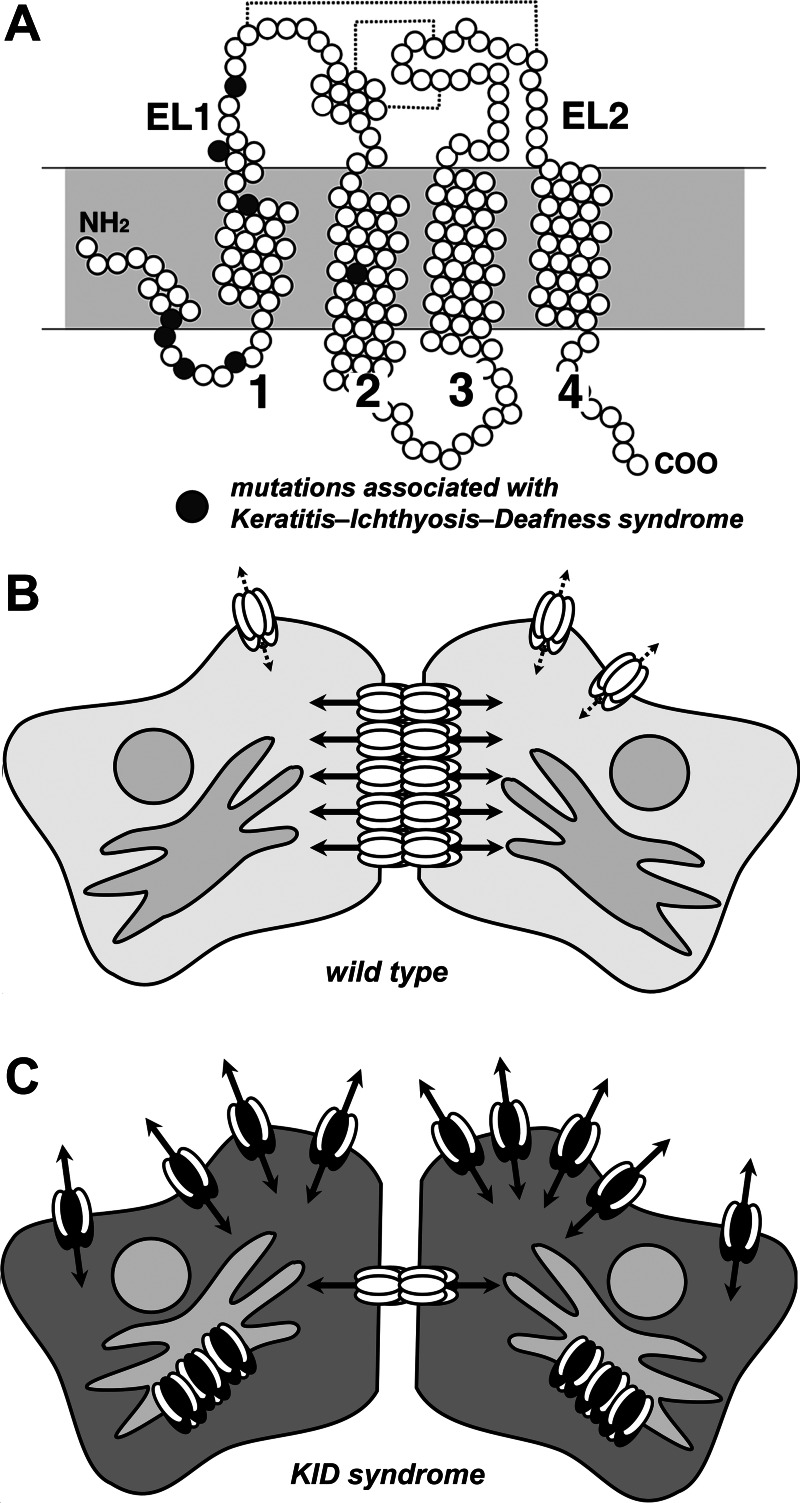 Fig. 1.