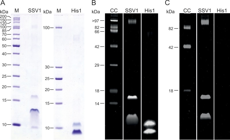 FIG 2