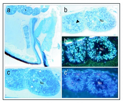 Figure 7. 