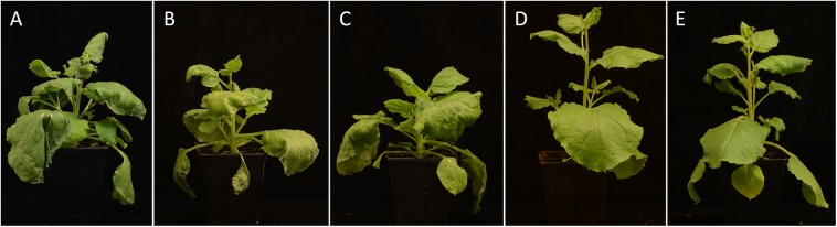 FIGURE 4