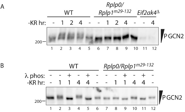 Figure 3—figure supplement 1.