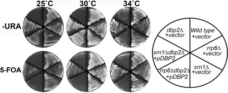 FIGURE 7.