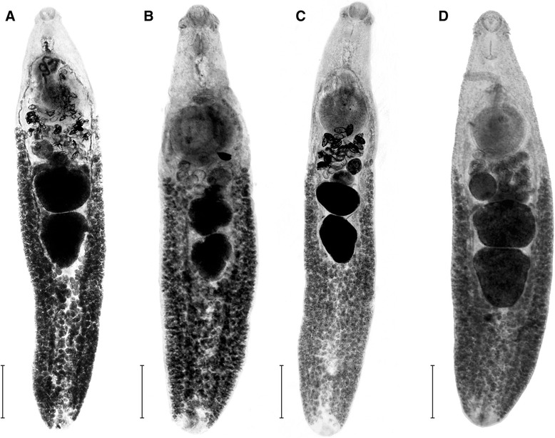 Fig. 1