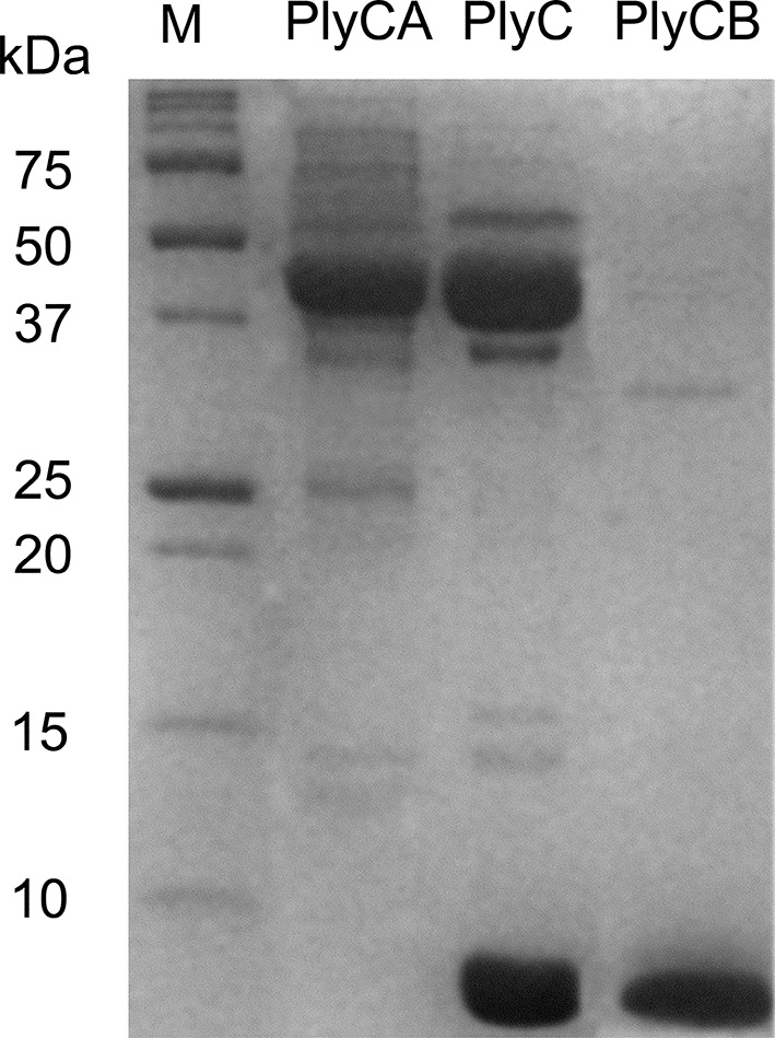 Figure 2—figure supplement 1.