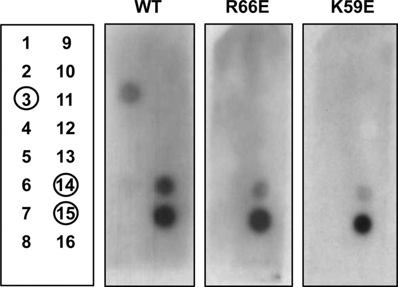 Figure 4—figure supplement 2.