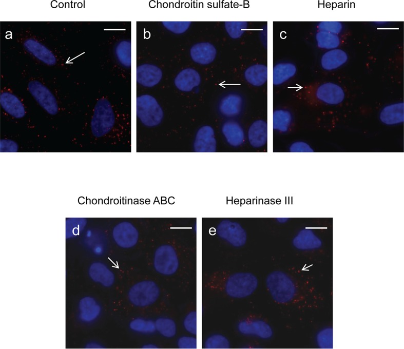 Figure 4—figure supplement 1.