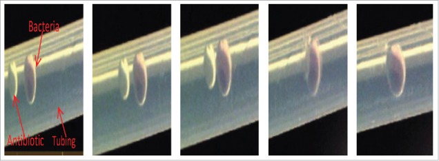 Figure 1B.