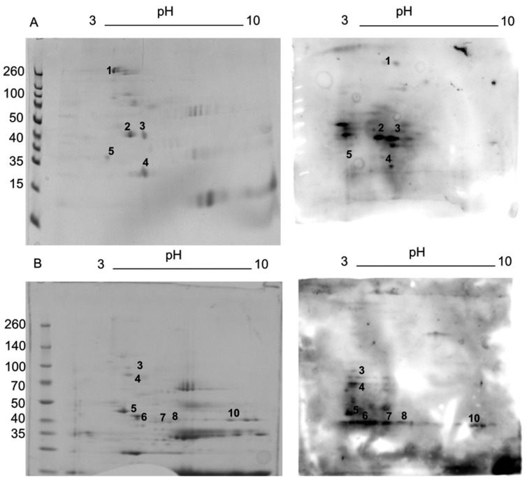 Ghost extracts analysed by 2D-electrophoresis. (A) Right: replica gel of
Plasmodium falciparum proteins stained with Coomassie blue;
left: western blotting with the sera of symptomatic patients. (B) Right: replica
gel of P. falciparum proteins, stained with Coomassie blue;
left: western blotting with the sera of asymptomatic patients from an endemic
area.