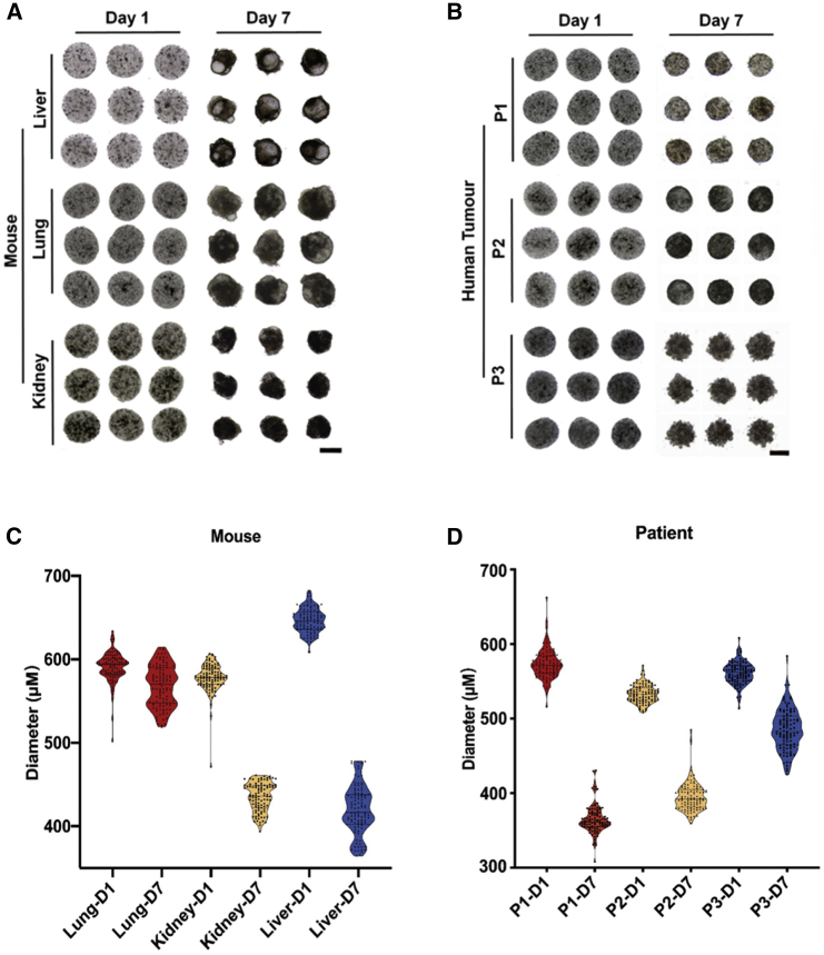 Figure 2