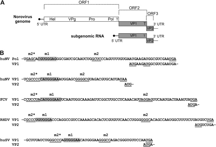 FIGURE 1.