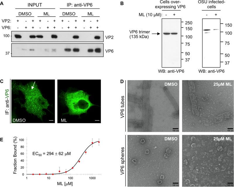 FIG 6