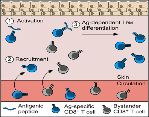 graphic file with name nihms-1545827-f0001.jpg