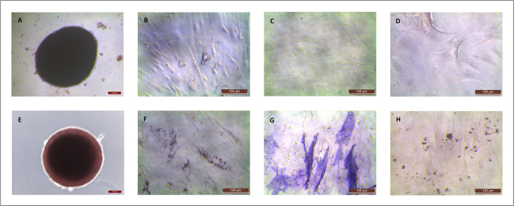 Supplementary Figure 1