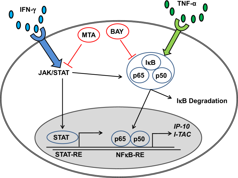 Figure 12