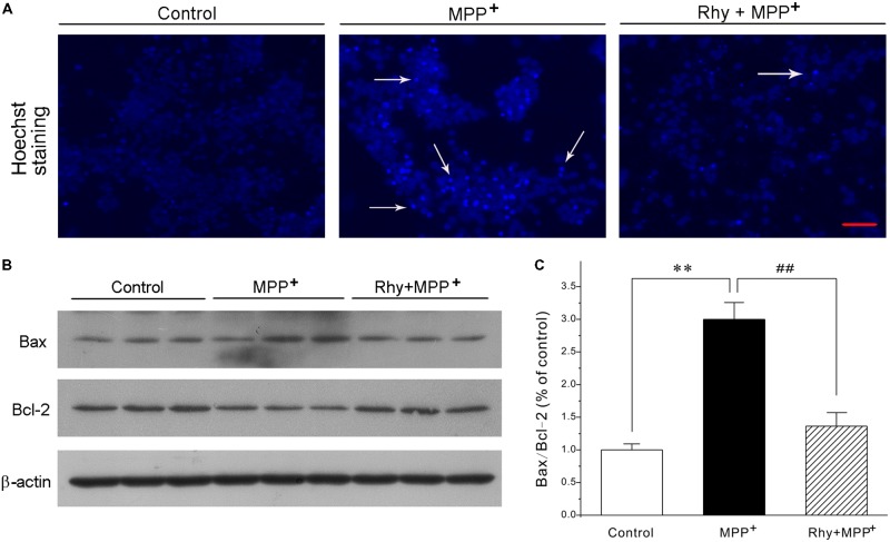 FIGURE 2