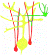 Figure 2.4