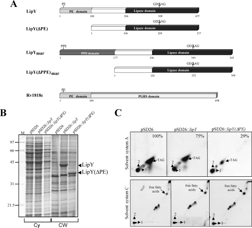 FIG. 1.